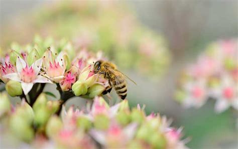 看到蜜蜂徵兆|家里进蜜蜂是什么预兆？